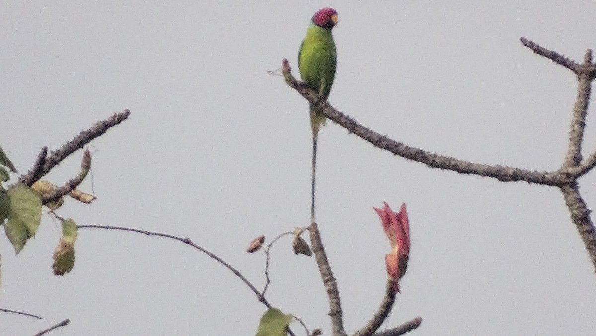 Plum-headed Parakeet - ML628646394