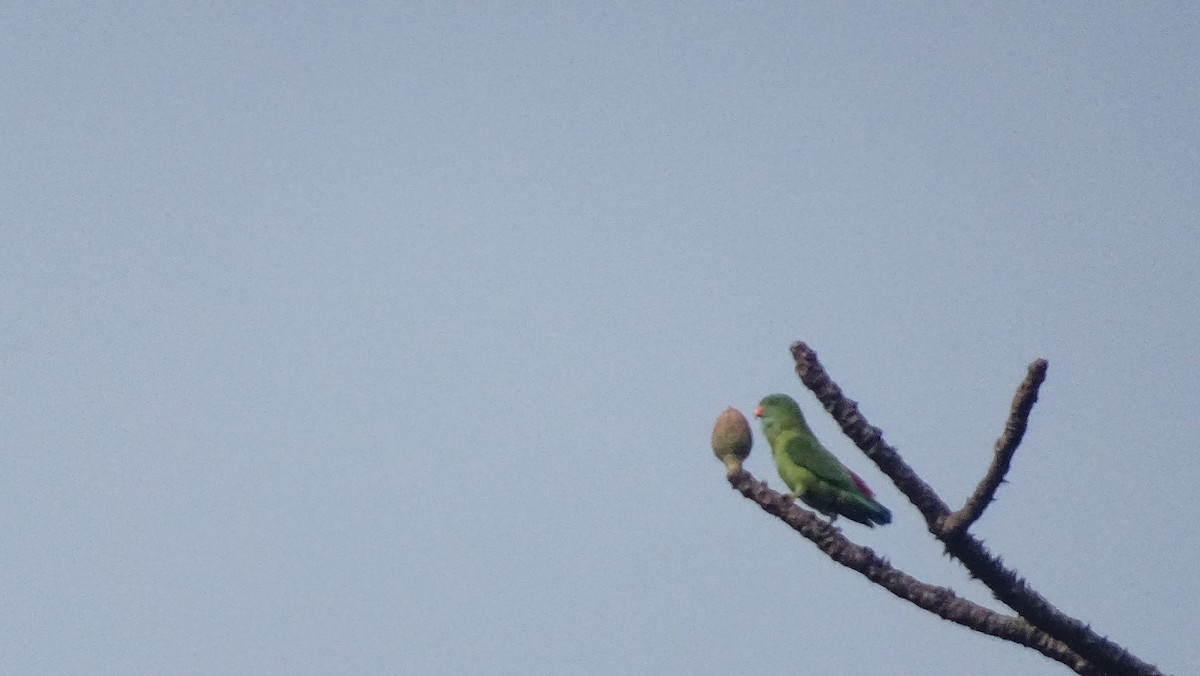 Vernal Hanging-Parrot - ML628646414