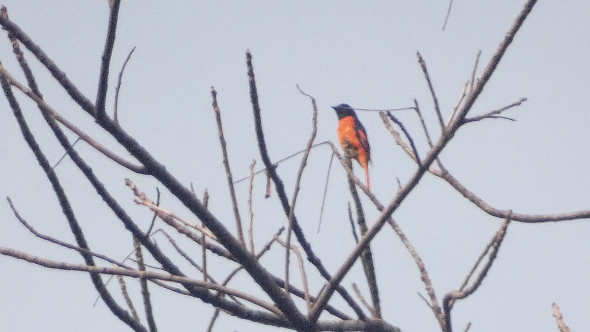 Orange Minivet - ML628646436