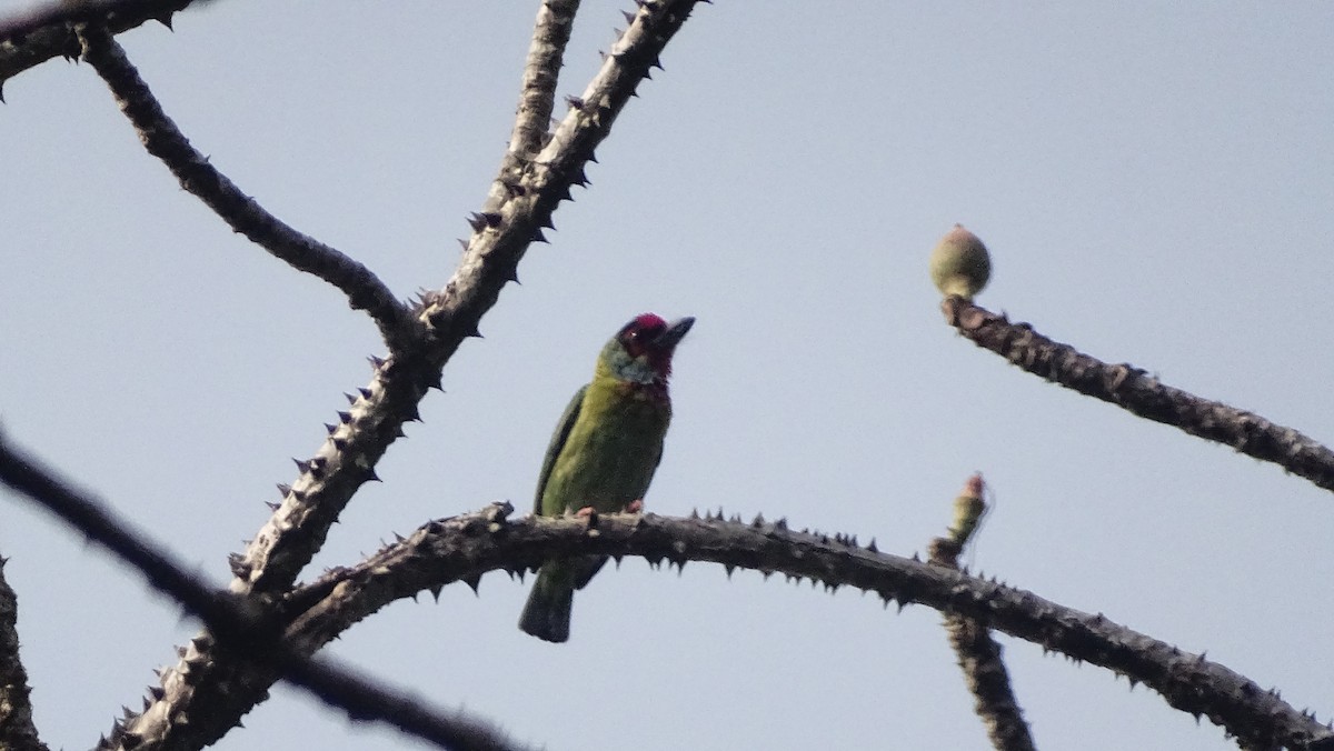 Malabar Barbet - ML628646537