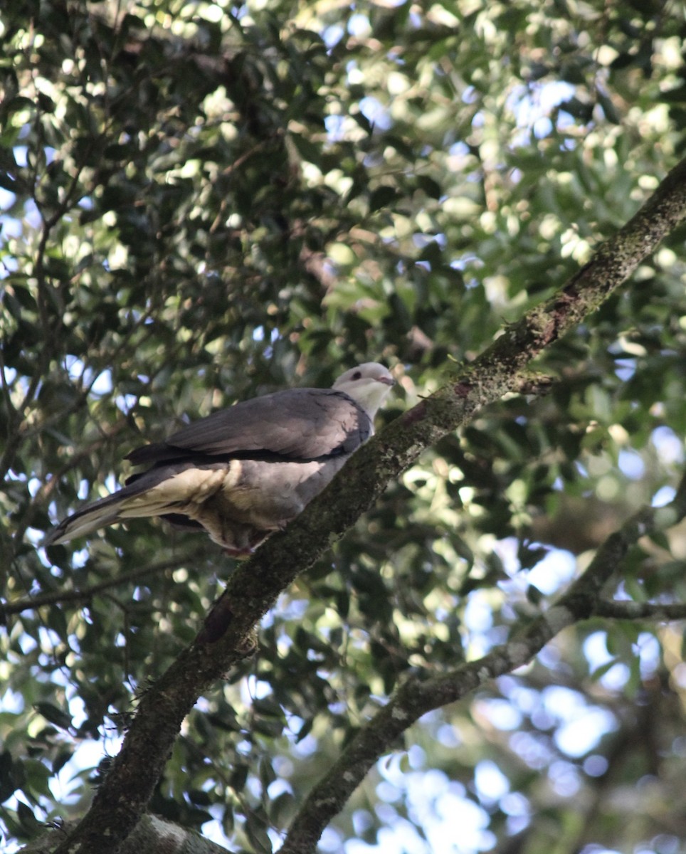 Malabar Imperial-Pigeon - ML628646784