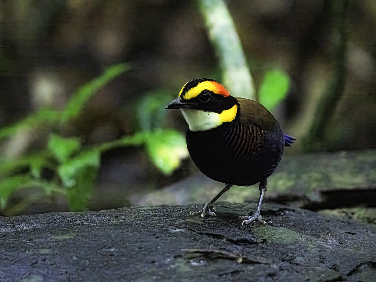 Malayan Banded-Pitta - ML628646905