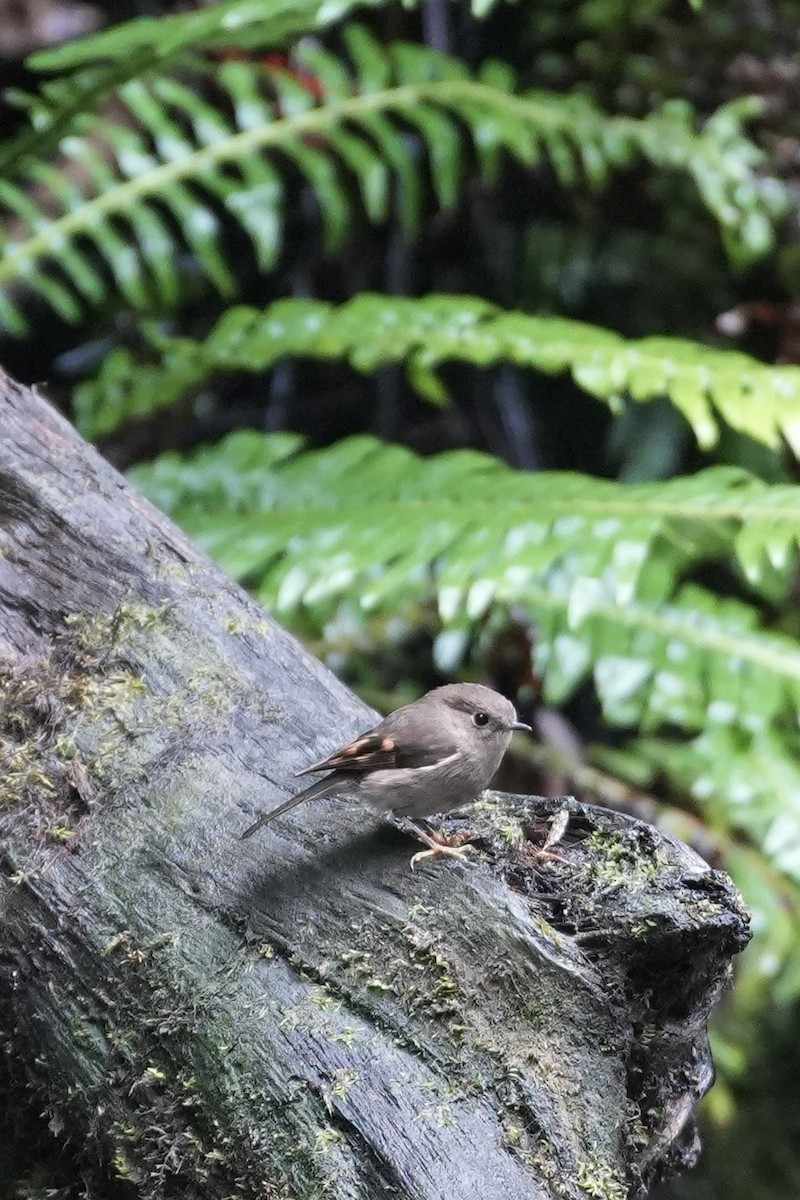 Pink Robin - ML628647120