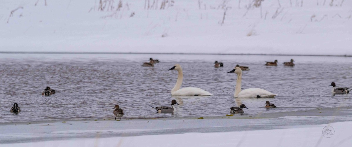 Northern Pintail - ML628647154