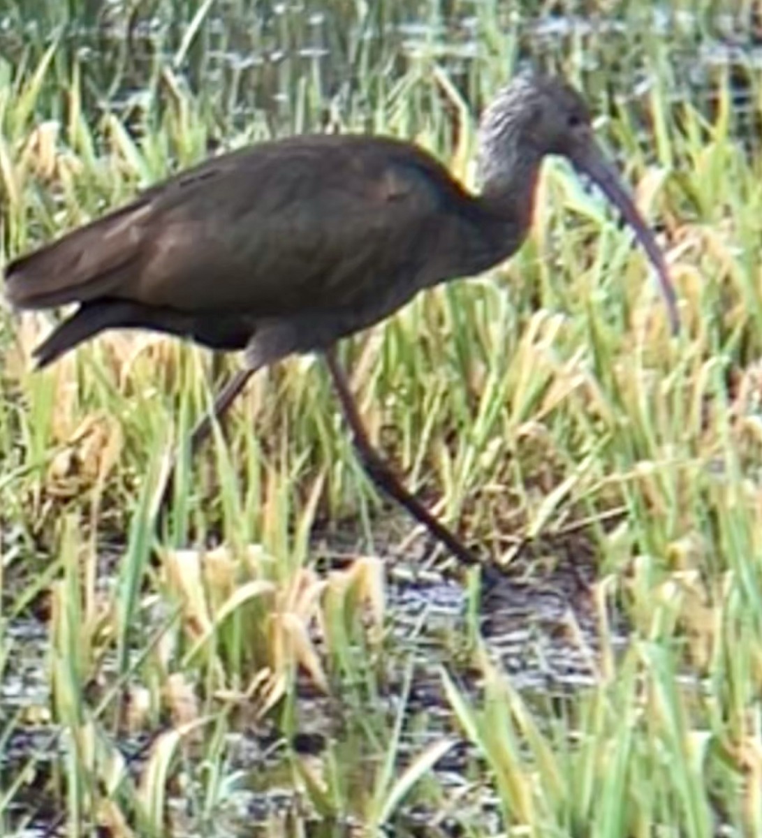 Glossy/White-faced Ibis - ML628647260