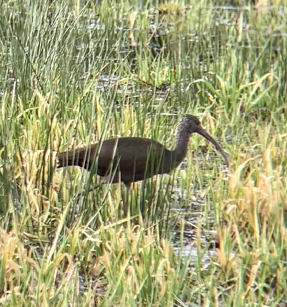 Glossy/White-faced Ibis - ML628647261