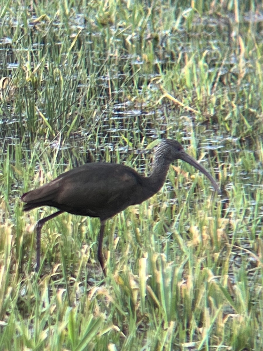 Glossy/White-faced Ibis - ML628647262