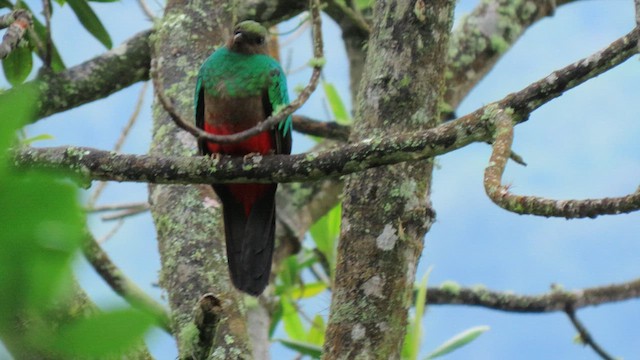 Golden-headed Quetzal - ML628647352