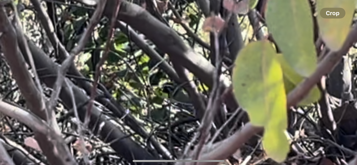 California Quail - ML628647495