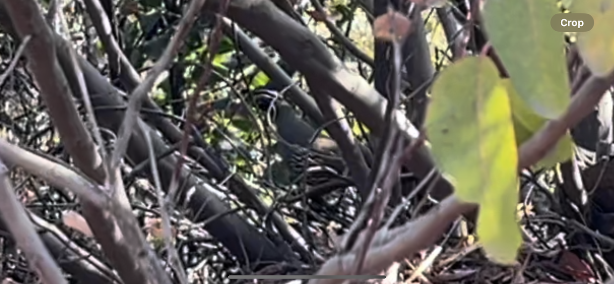 California Quail - ML628647496