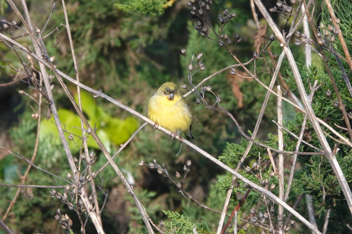 Lesser Goldfinch - ML628647589