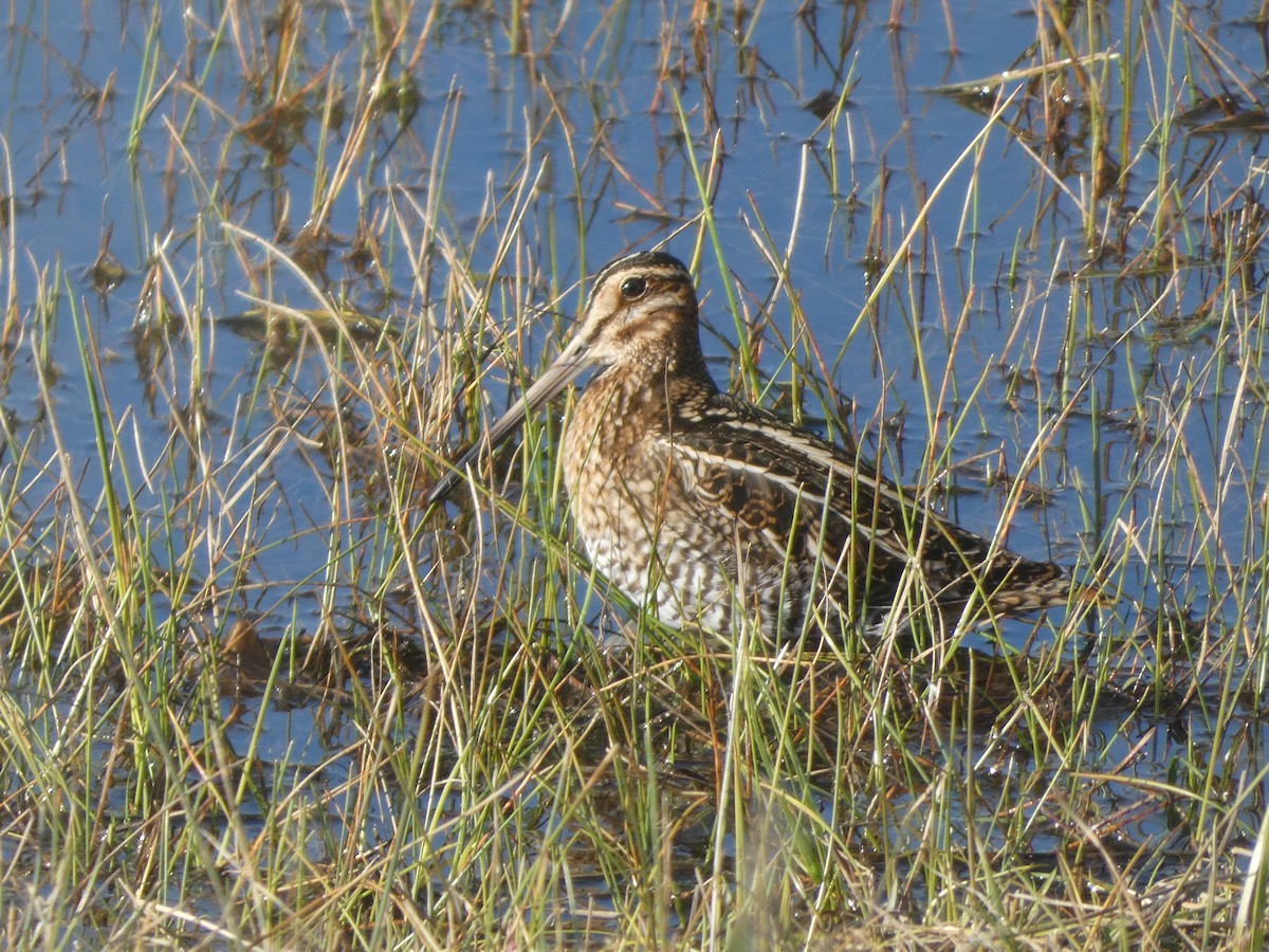 Wilson's Snipe - ML628647622