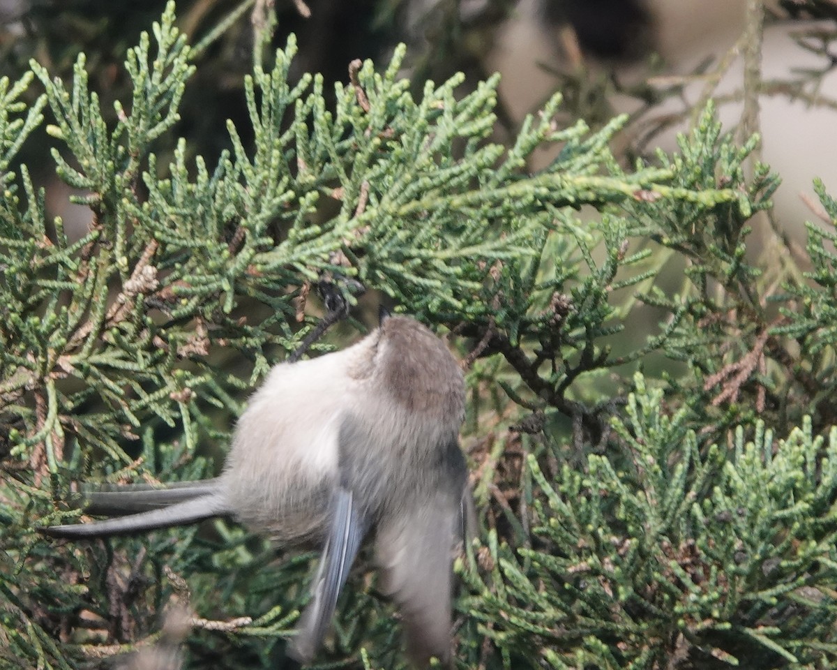 Bushtit - ML628647688
