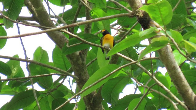 White-vented Euphonia - ML628647727