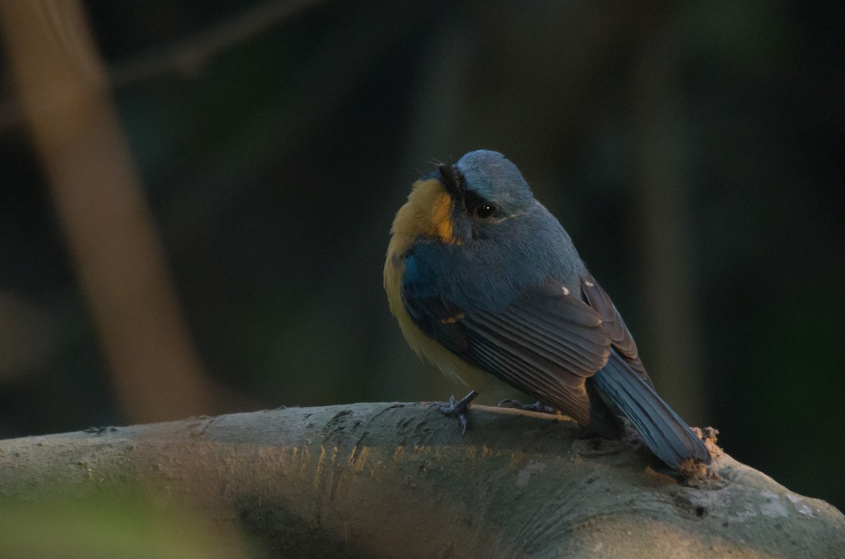 Tickell's Blue Flycatcher - ML628647895