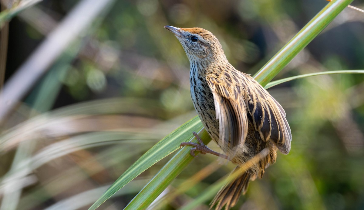 bregnesanger - ML628647898