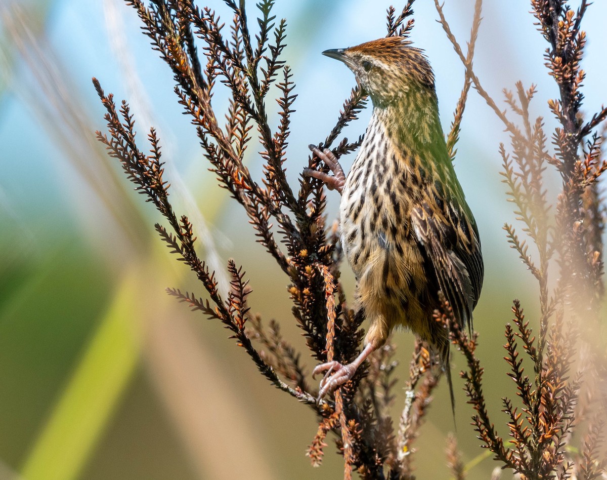 bregnesanger - ML628647927