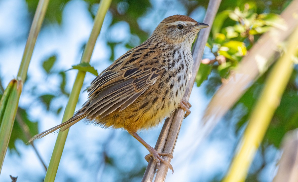 bregnesanger - ML628647929