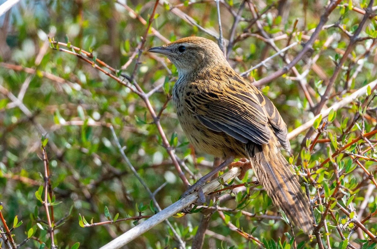 bregnesanger - ML628647930