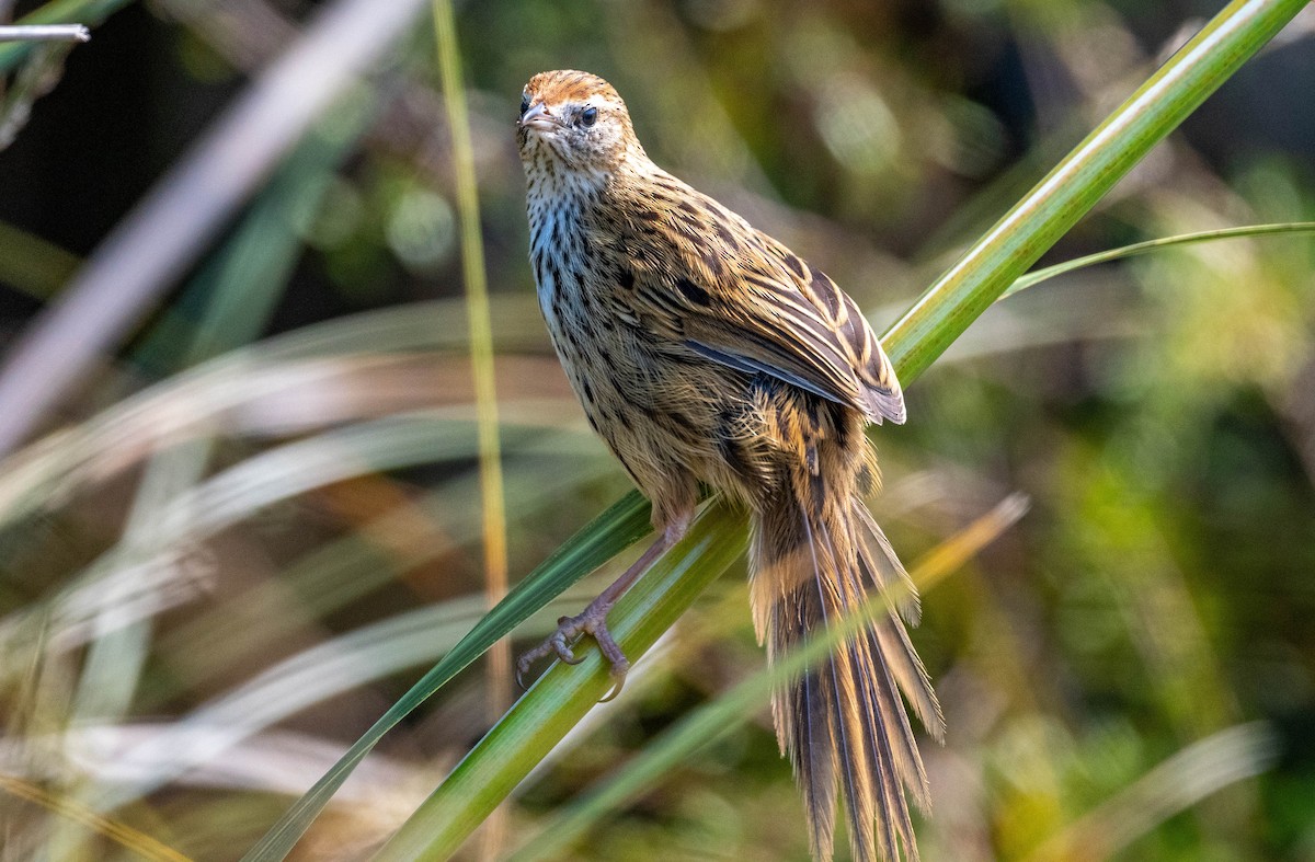 bregnesanger - ML628647931