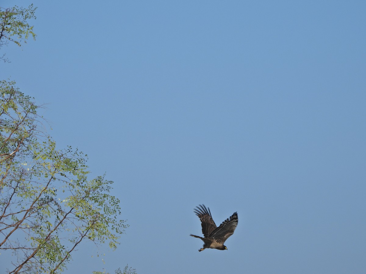 Crested Serpent-Eagle - ML628648054