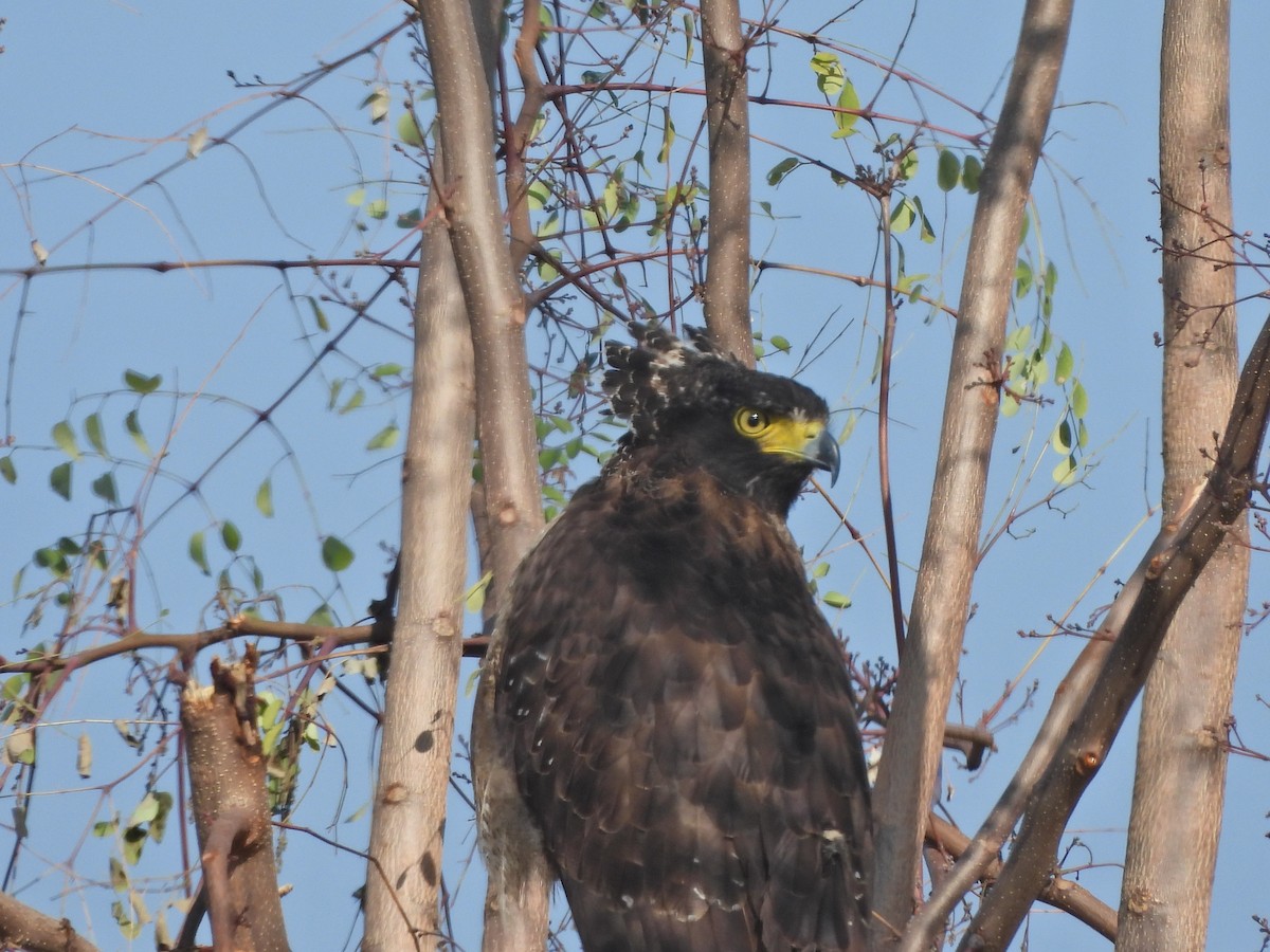 Crested Serpent-Eagle - ML628648055