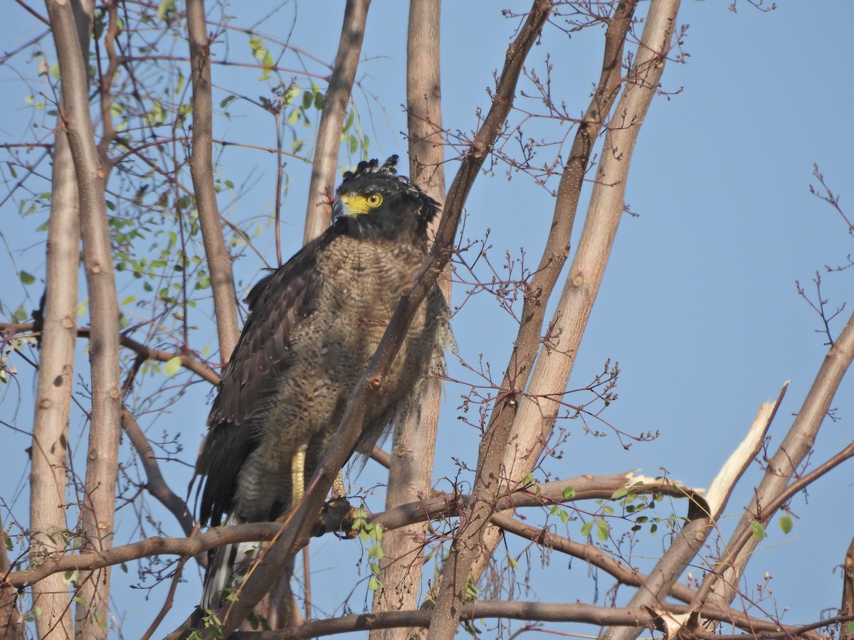 Crested Serpent-Eagle - ML628648056