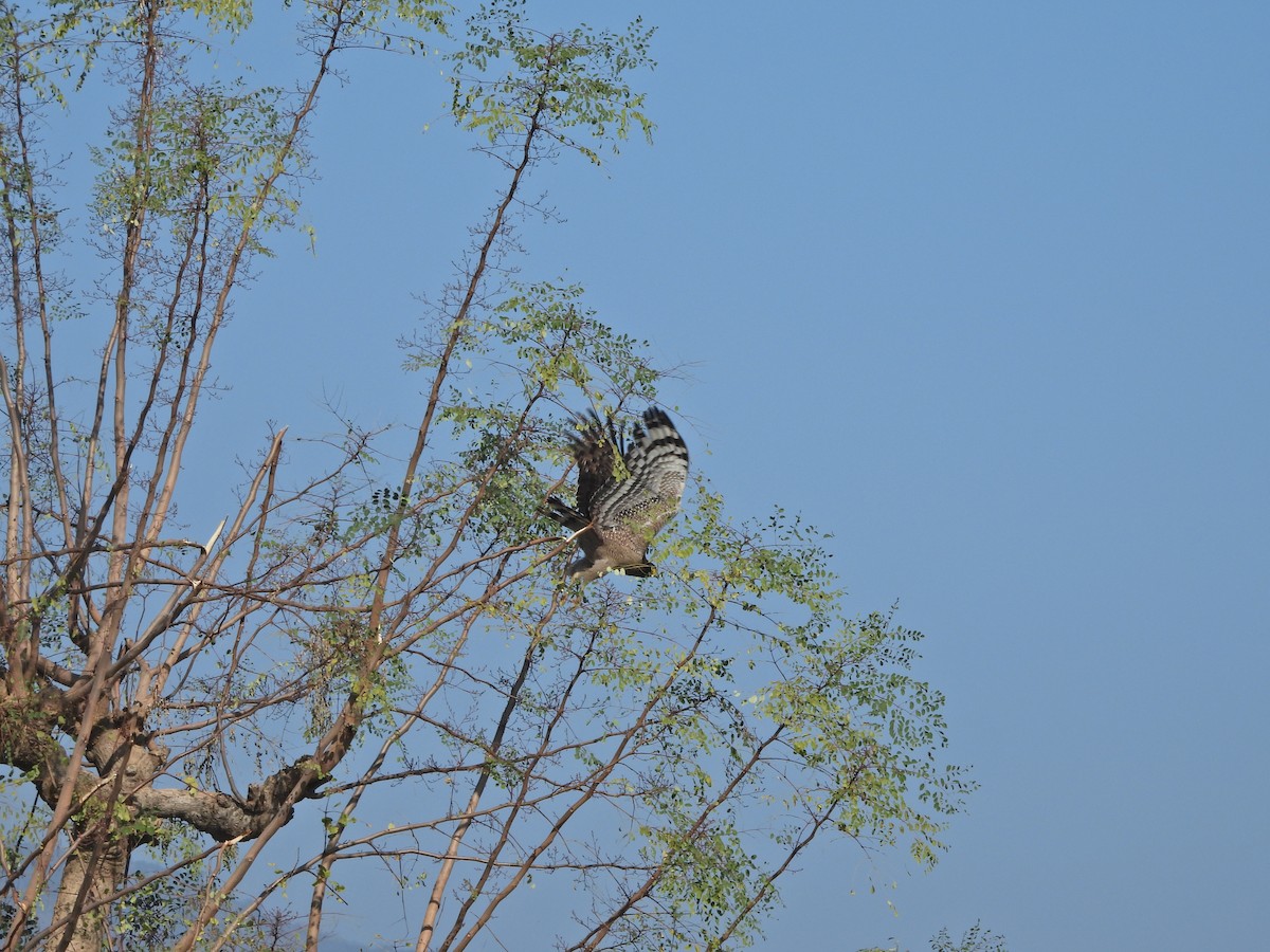 Crested Serpent-Eagle - ML628648057