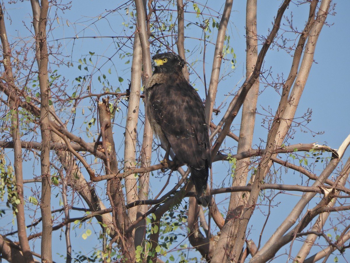 Crested Serpent-Eagle - ML628648058