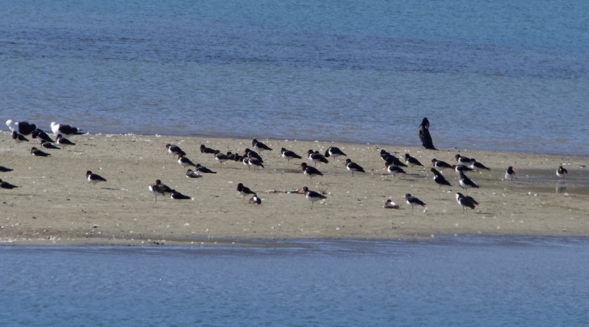 South Island Oystercatcher - ML628648532