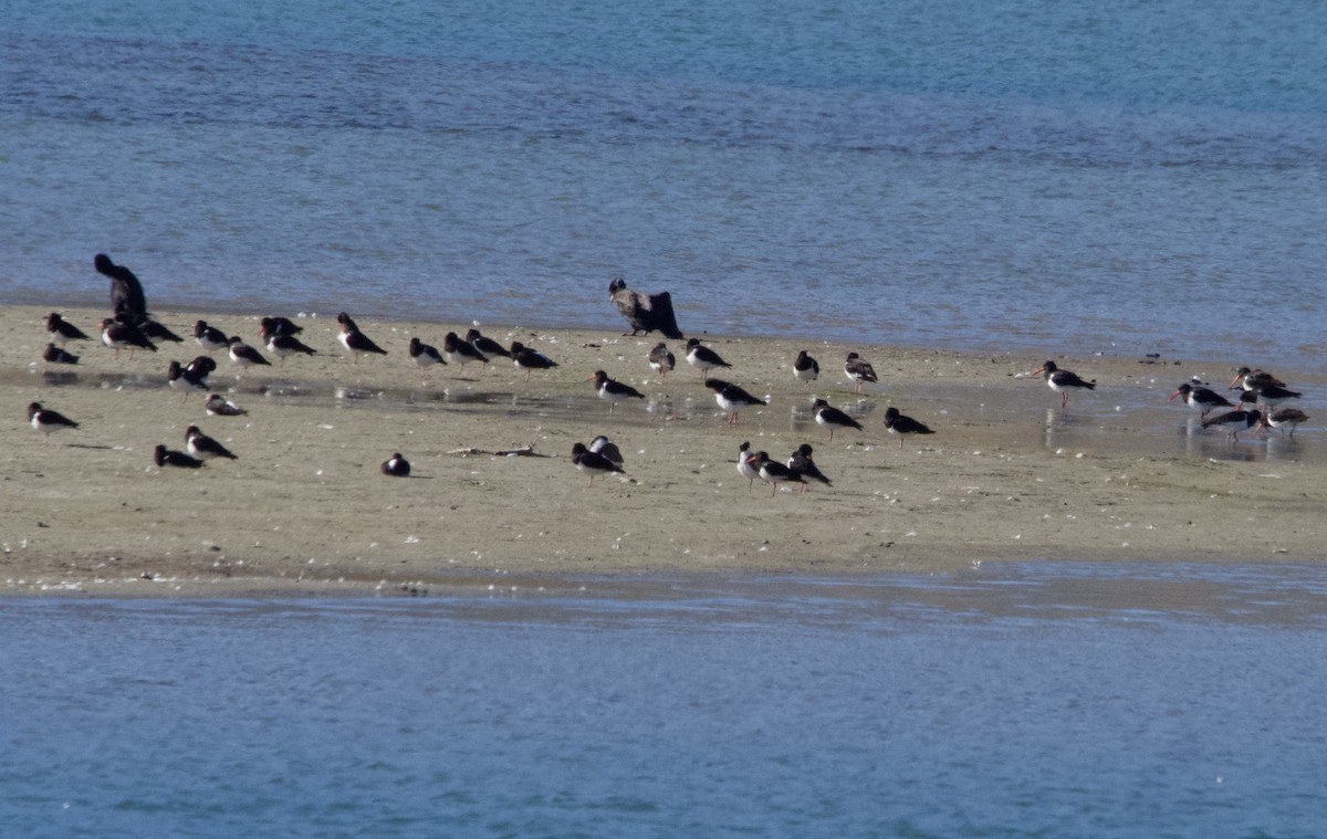 South Island Oystercatcher - ML628648534