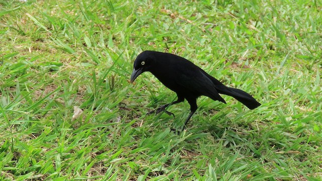 Carib Grackle - ML628648539
