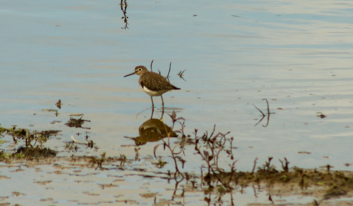 Solitary Sandpiper - ML628648598