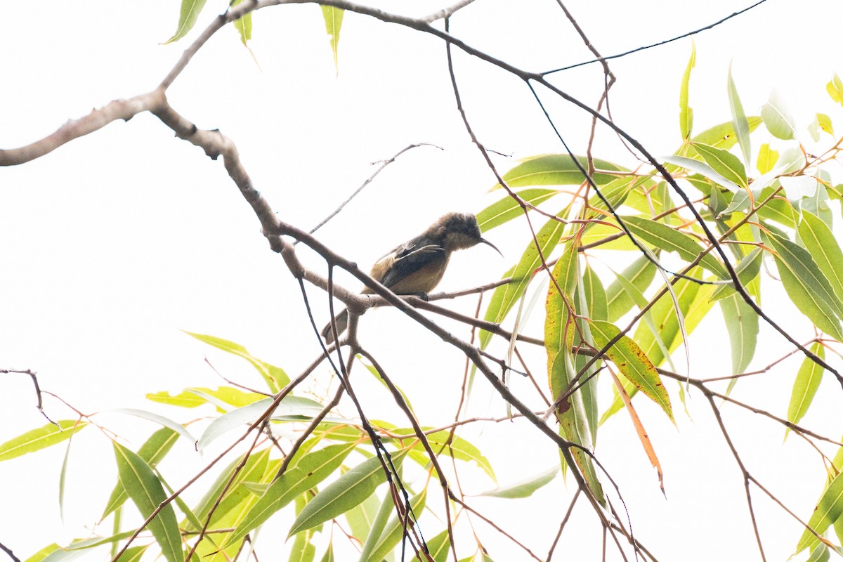 Eastern Spinebill - ML628648632