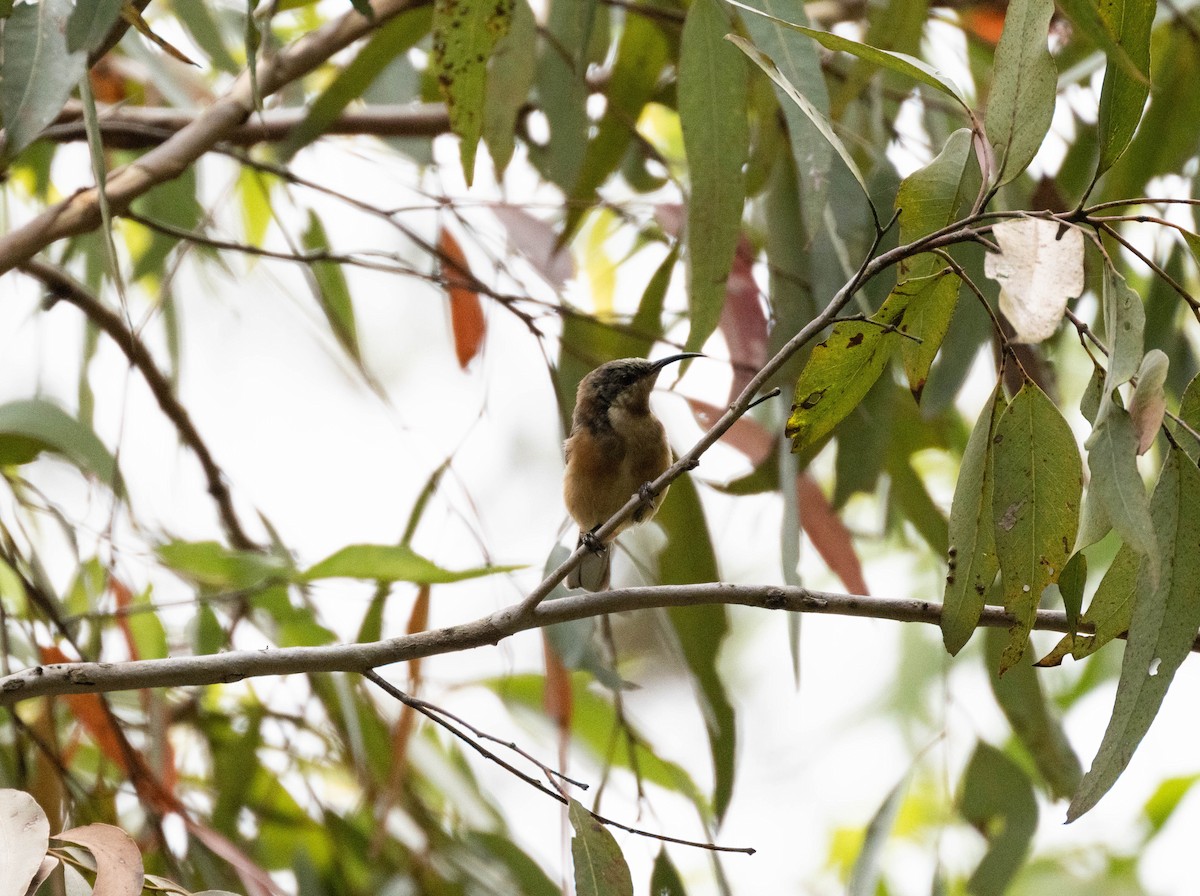 Eastern Spinebill - ML628648634