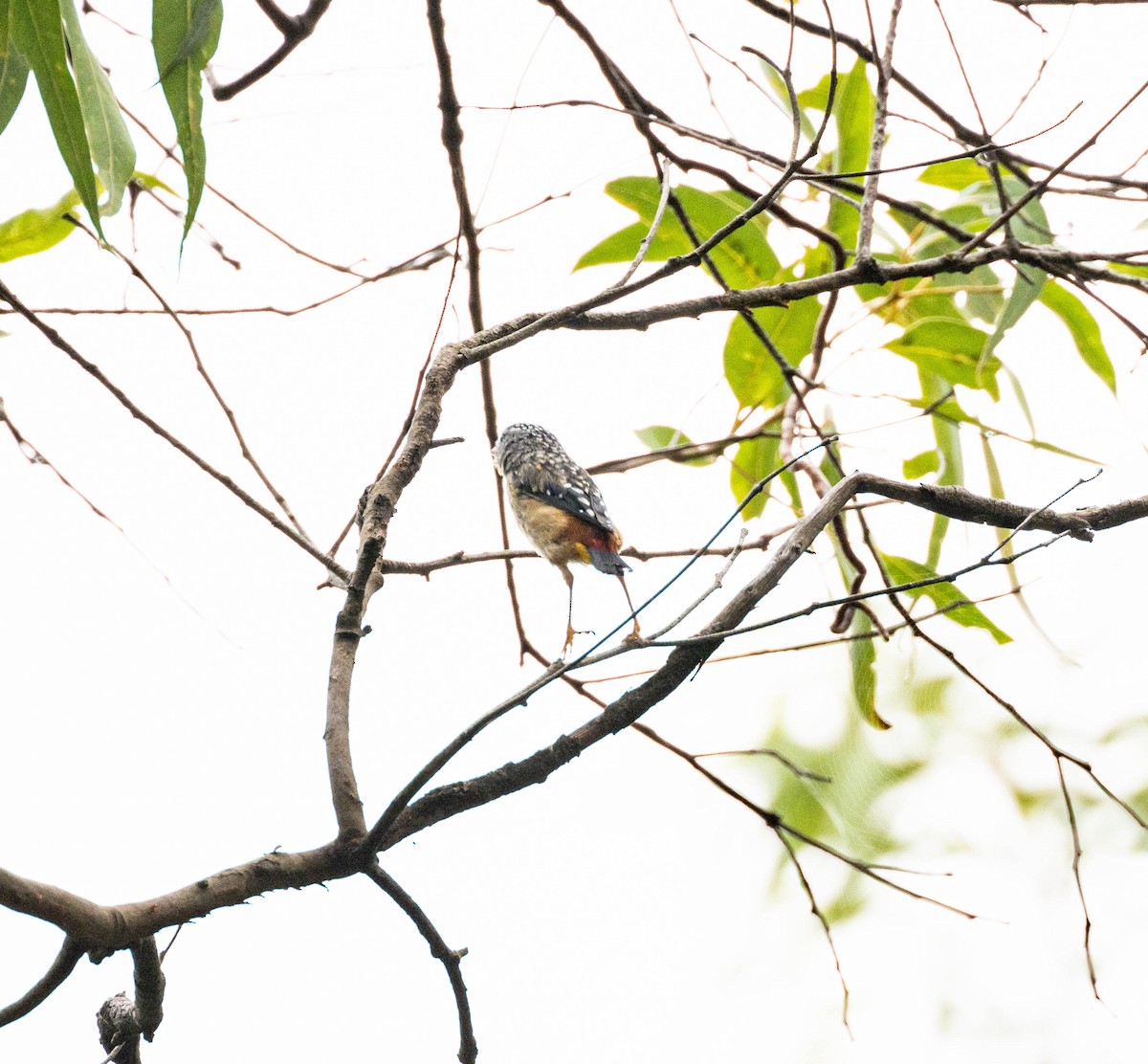 Spotted Pardalote - ML628648654