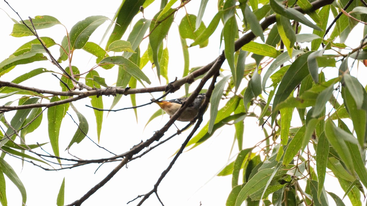 Spotted Pardalote - ML628648655