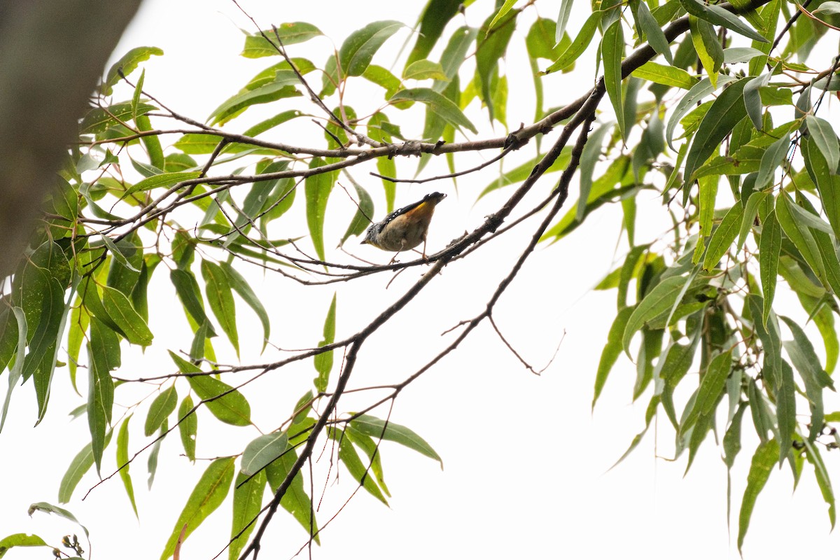 Spotted Pardalote - ML628648656