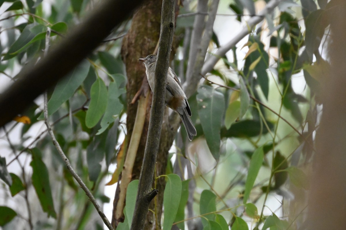 Golden Whistler - ML628648699