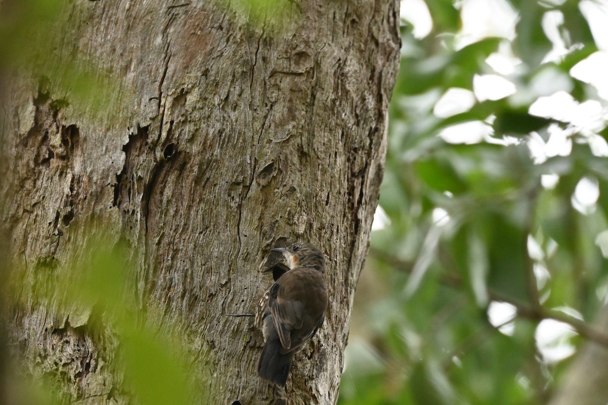 White-throated Treecreeper - ML628648781