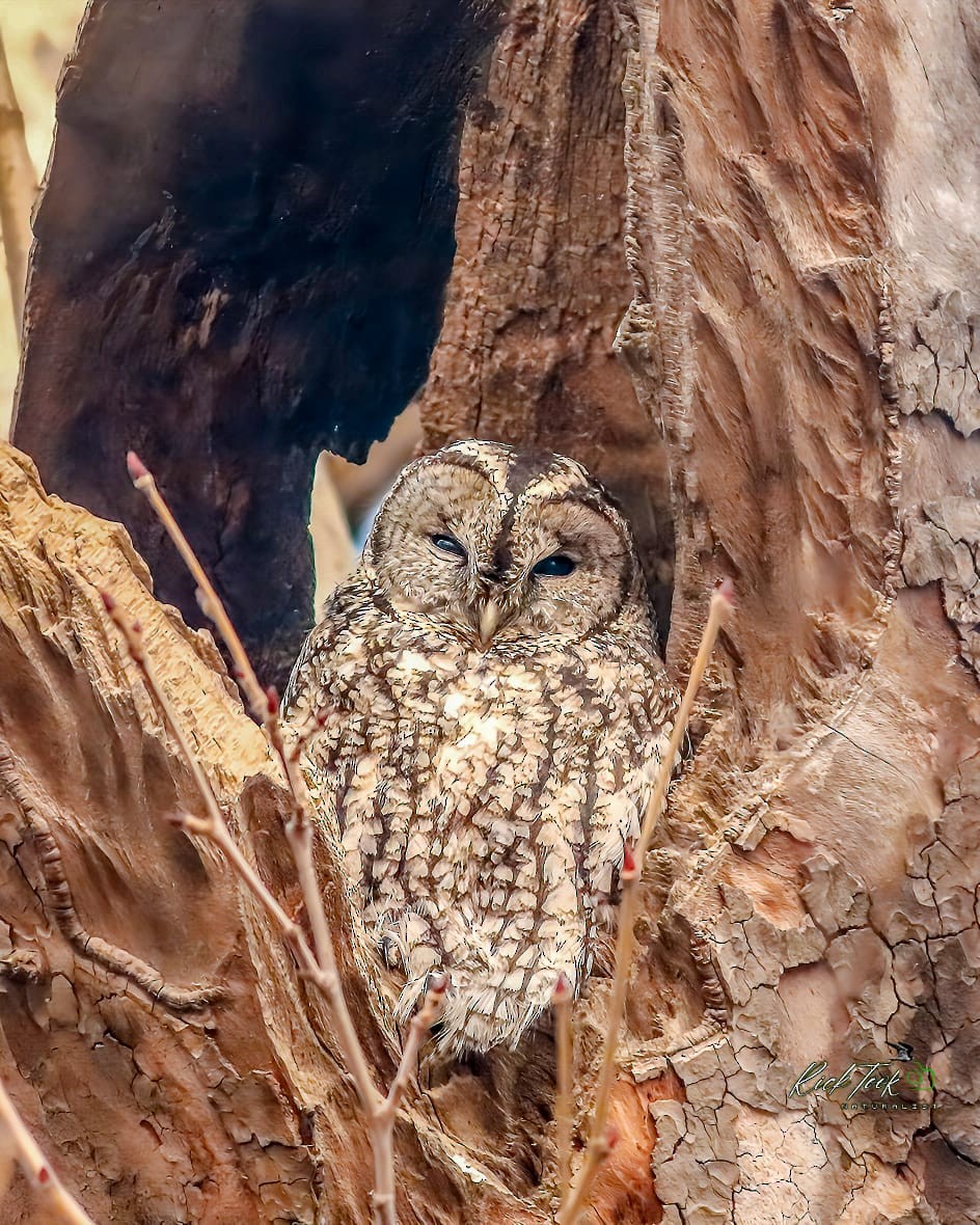 Tawny Owl - ML628649073