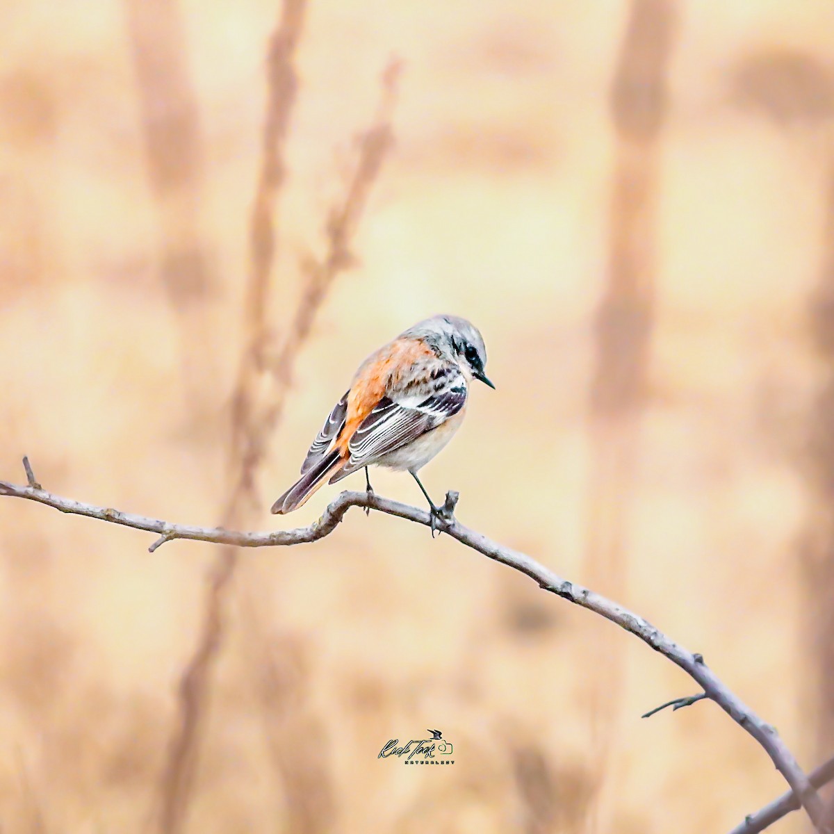 Rufous-backed Redstart - ML628649121