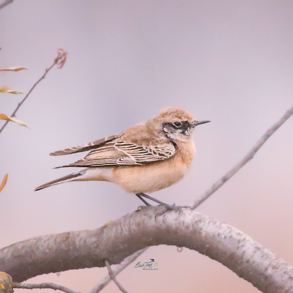 Pied Wheatear - ML628649143