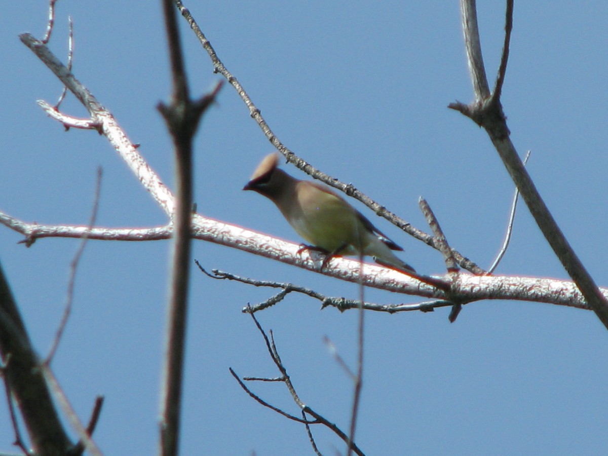 Cedar Waxwing - ML62864921