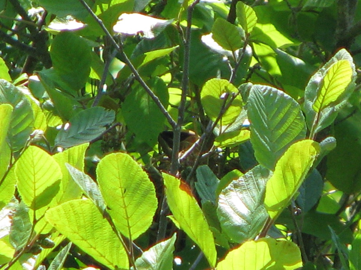 Cedar Waxwing - Chris Martone