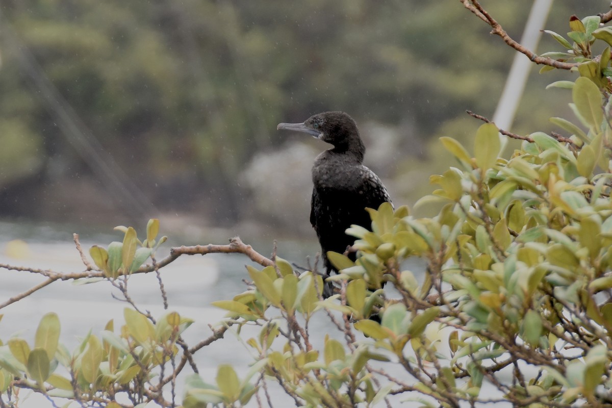 Little Black Cormorant - ML628649399