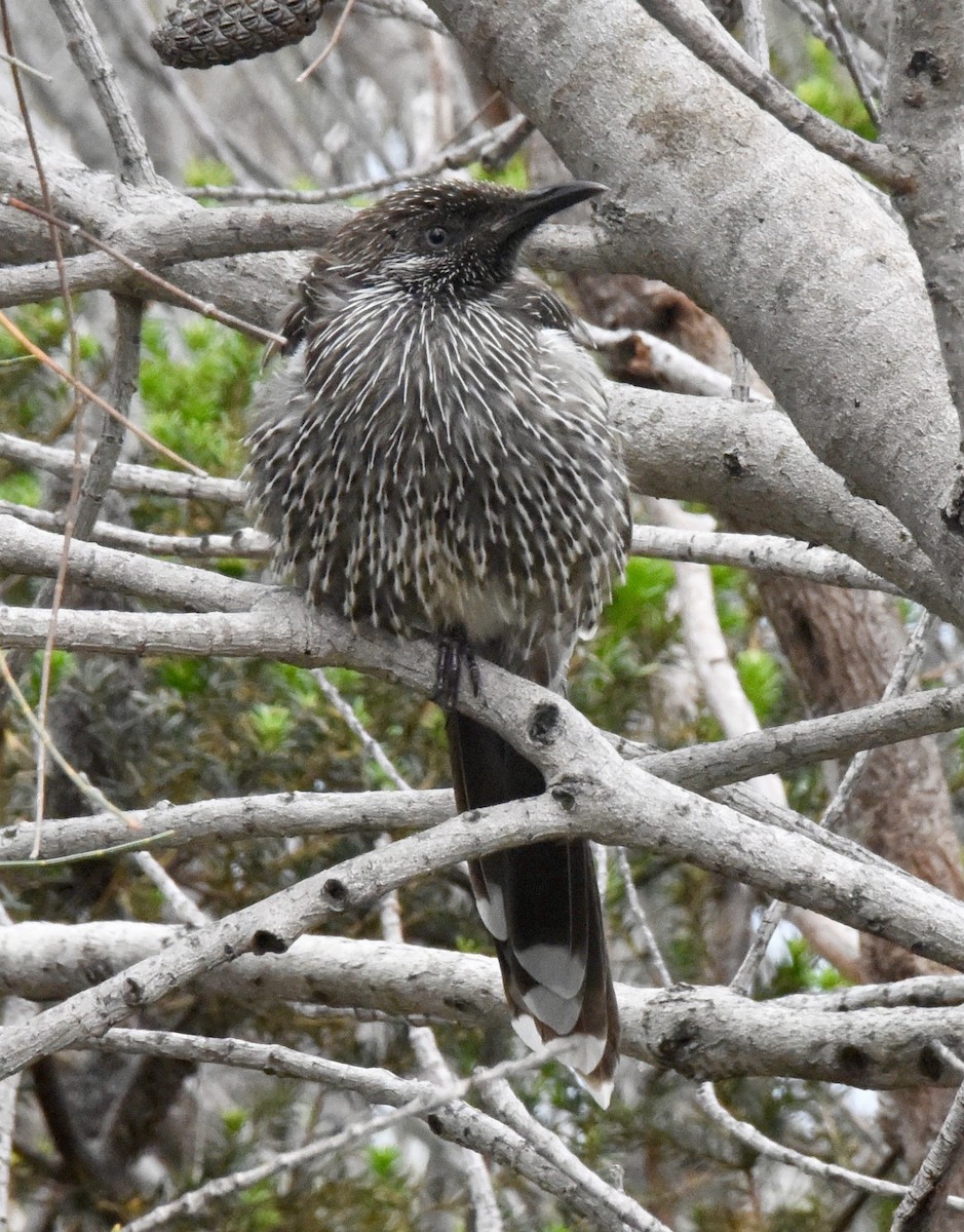 Little Wattlebird - ML628649428