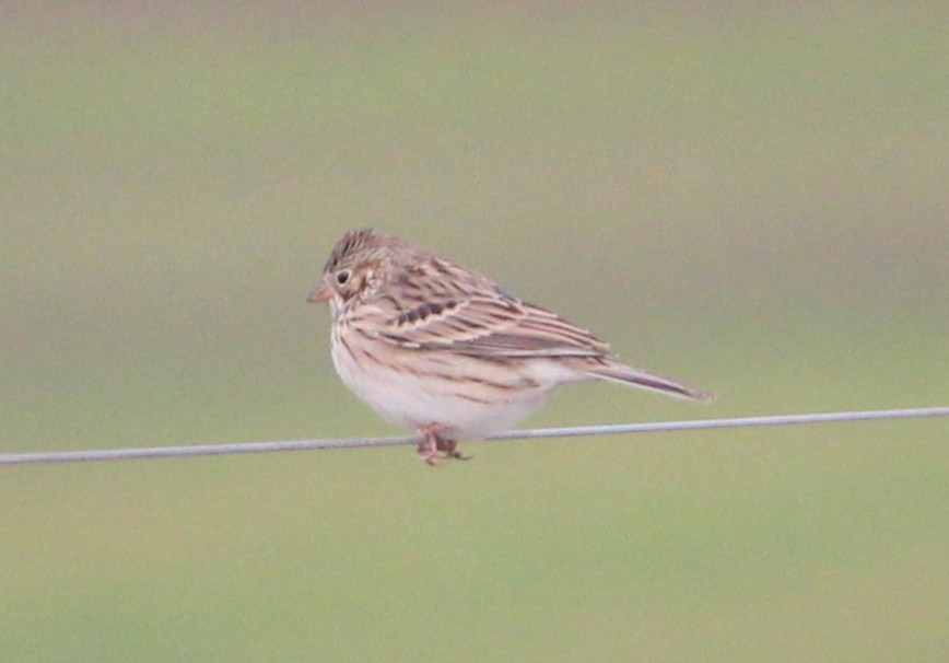 Vesper Sparrow - ML628649460