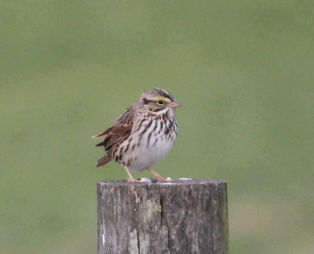 Savannah Sparrow - ML628649461