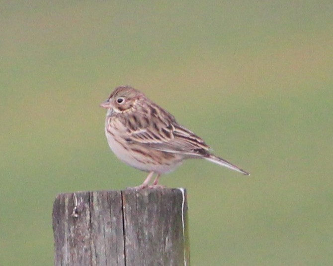 Vesper Sparrow - ML628649475